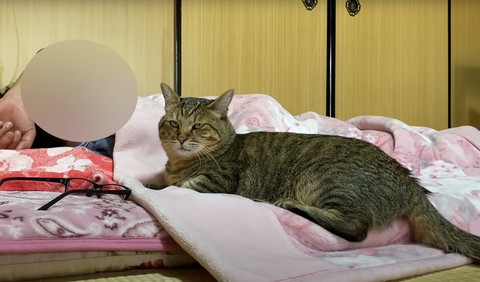 寝てるパパと猫少し遠くから