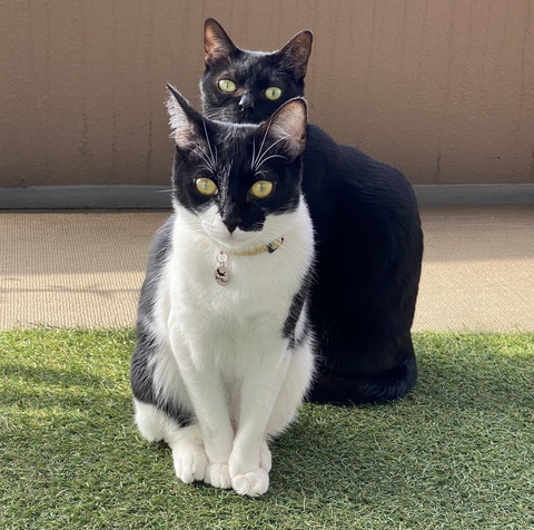 前後に並ぶ猫ちゃん