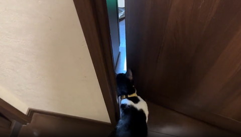 部屋に入る猫