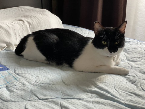 布団に白黒猫