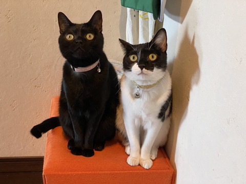 横に並んでる猫ちゃんたち