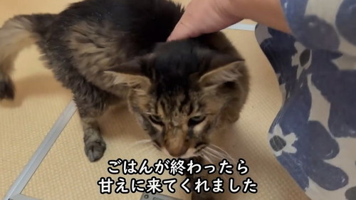 甘える猫