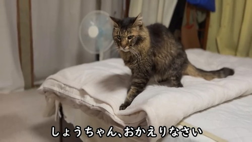 ベッドの上ふみふみ