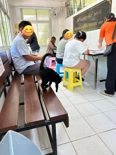 タイの自由な猫ちゃんたち