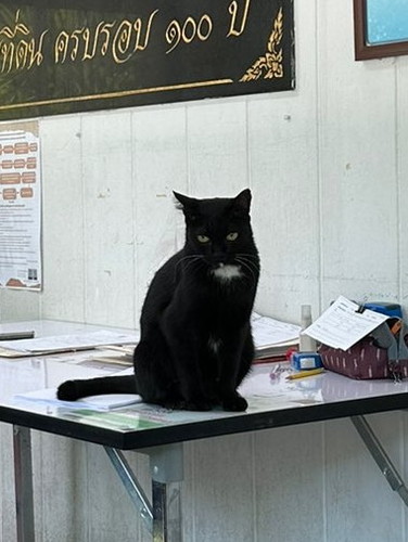 タイの自由な猫ちゃんたち