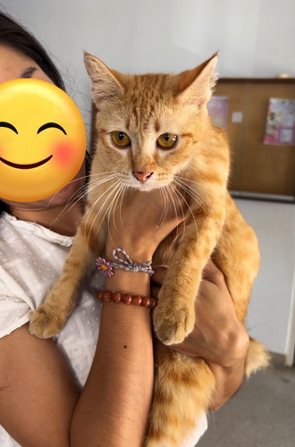 タイの自由な猫ちゃんたち