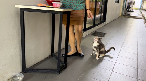 タイの自由な猫ちゃんたち