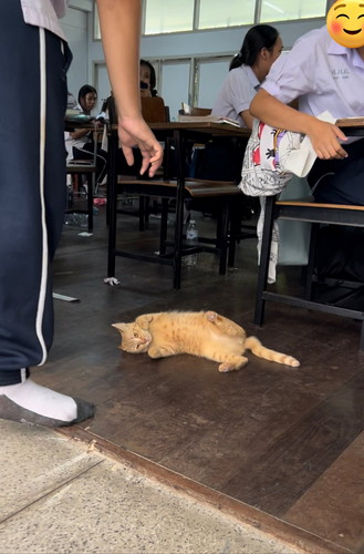 タイの自由な猫ちゃんたち