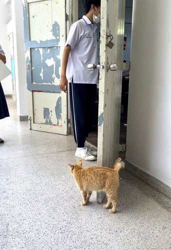 タイの自由な猫ちゃんたち