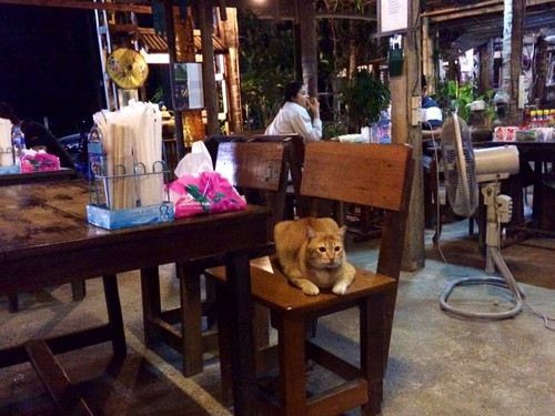 タイの自由な猫ちゃんたち