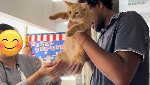 タイの自由な猫ちゃんたち