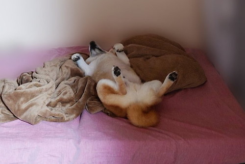 ゆるゆるの柴犬