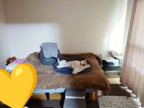 見送る気ない犬