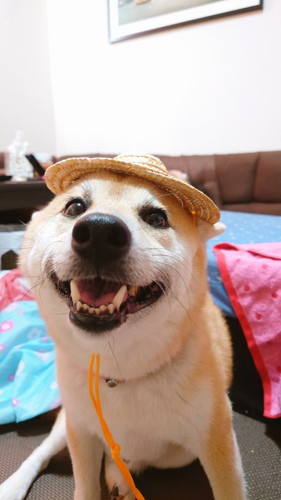 麦わらこま次郎くん