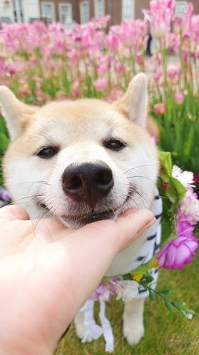 あご！　のこま次郎くん