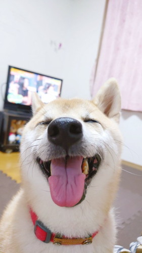 こま次郎くんの笑顔