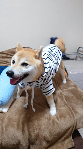 洋服とこま次郎くん