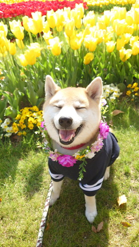 にっこりこま次郎くん