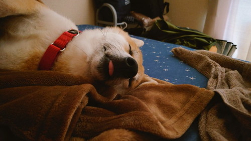 舌でたこま次郎くん