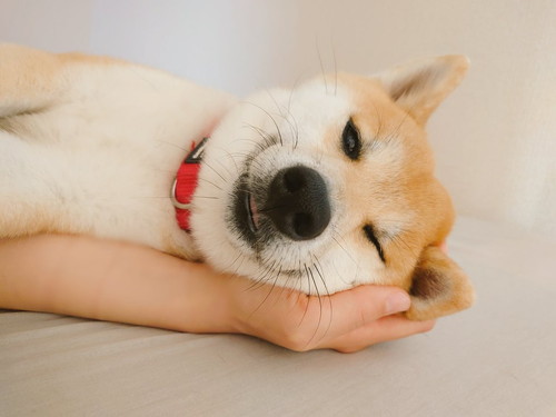 こま次郎くんと飼い主さん