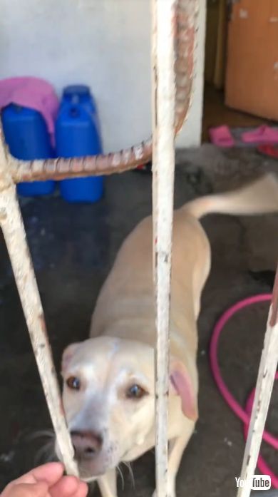 飼い主をお迎えする犬