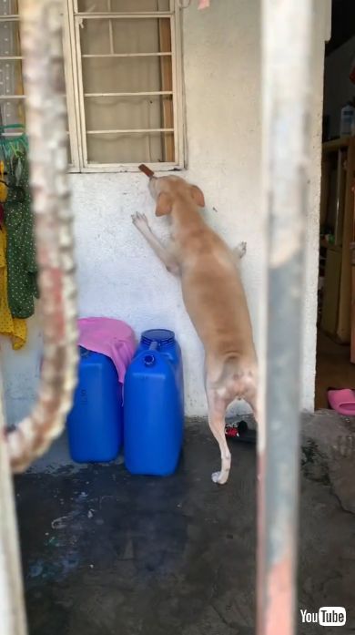 門の鍵を取りに行く犬