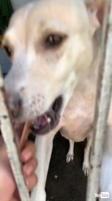 飼い主に鍵を渡すワンコ