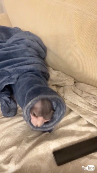 毛布から出られない猫