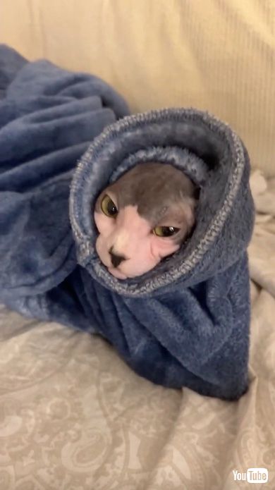 ギロリとにらむ猫