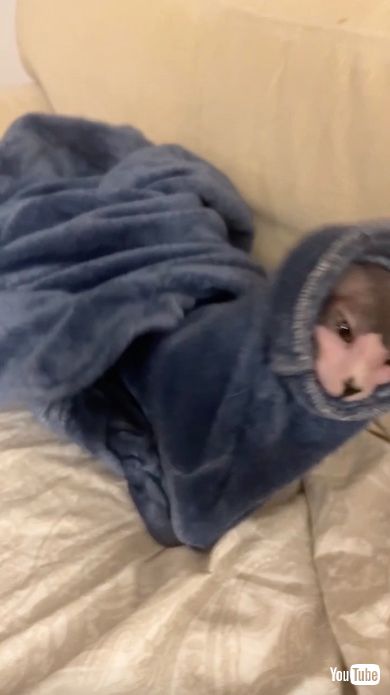 毛布から出られず転ぶ猫