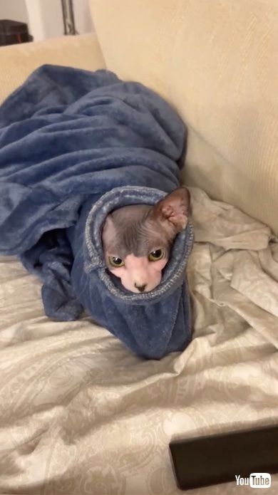 毛布の中から見つめる猫