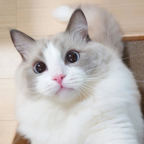 巨大化したラグドール