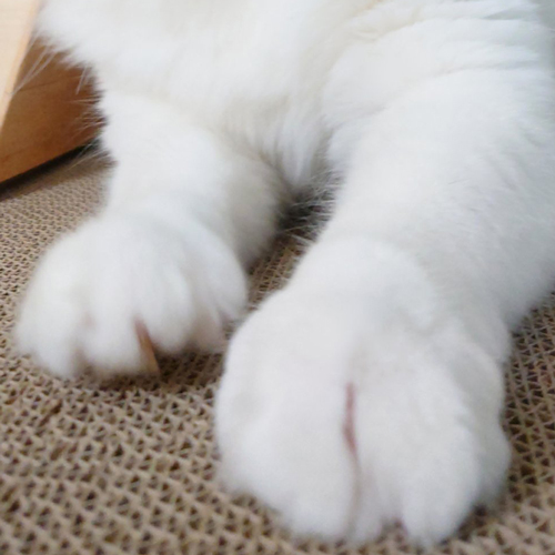 巨大化したラグドール