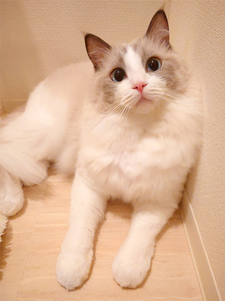 普段のミントくん