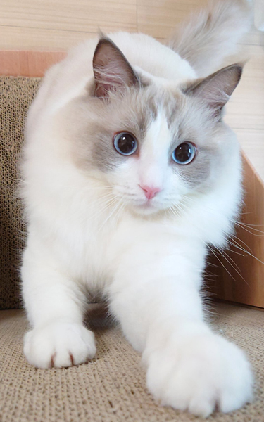 気合い入れて爪とぎ