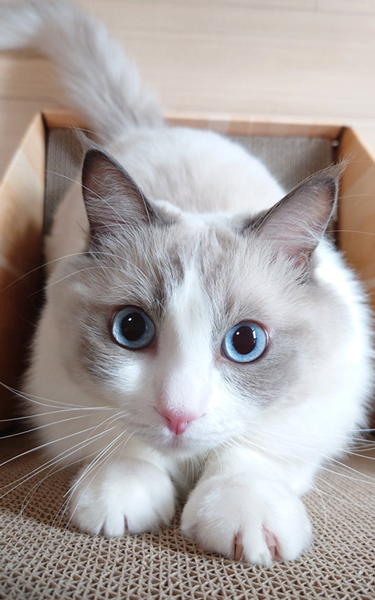 もふもふおてて