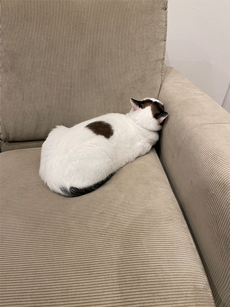 飼い主を信じて待っていた猫