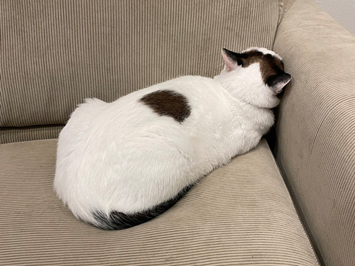 飼い主を信じて待っていた猫