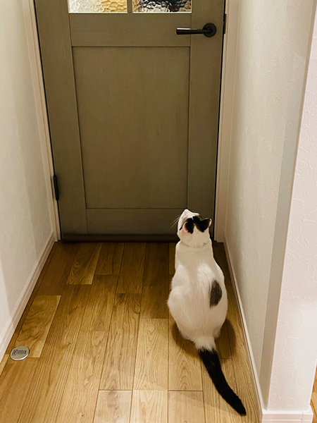 猫のお出迎え