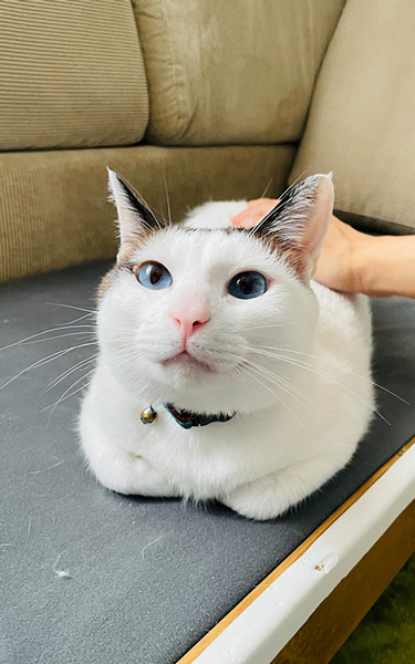 満足気なつくねちゃん