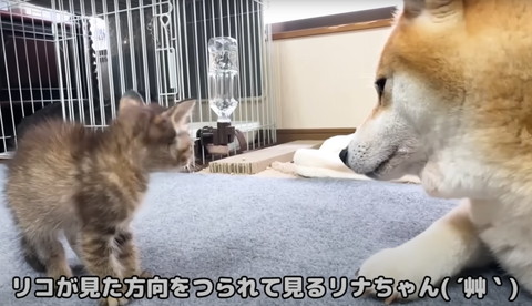 リコが見た方向をつられて見る