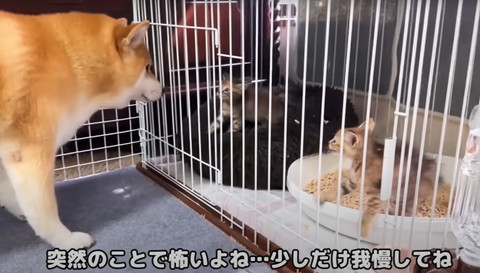 柴犬を警戒する子猫