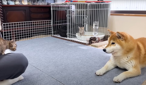 伏せするワンコと子猫2匹