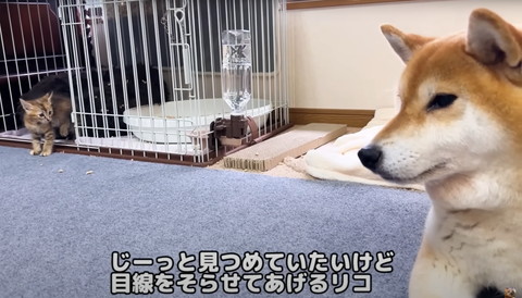 じーっと見つめたいけど