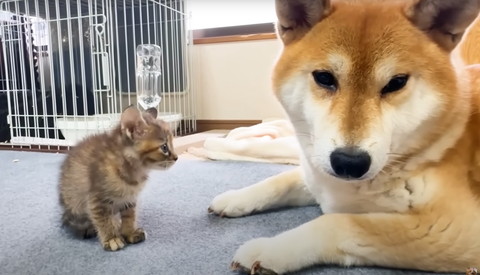 目線をそらす柴犬を見る子猫