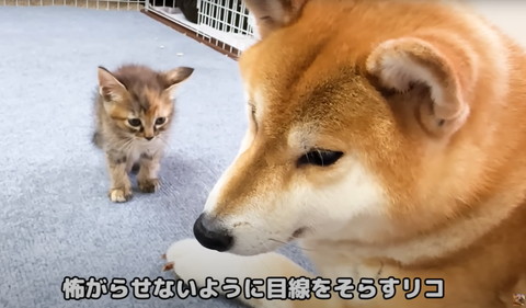 怖がらせないように目線をそらすリコ