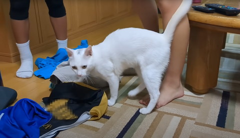 足にお尻くっつける猫