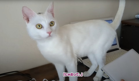 にゃおってテロップ