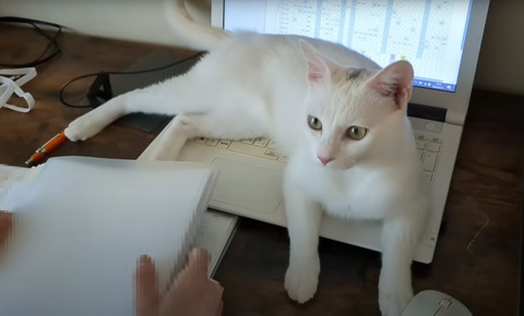 キーボードでくつろぐ猫