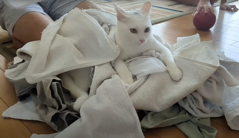 洗濯物にうもれる猫